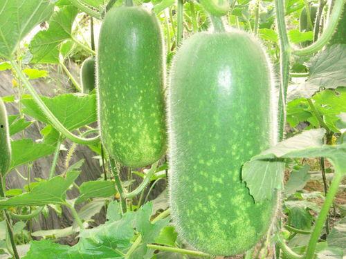 娱乐吃瓜群名称大全,趣味横生的网络社交新潮流